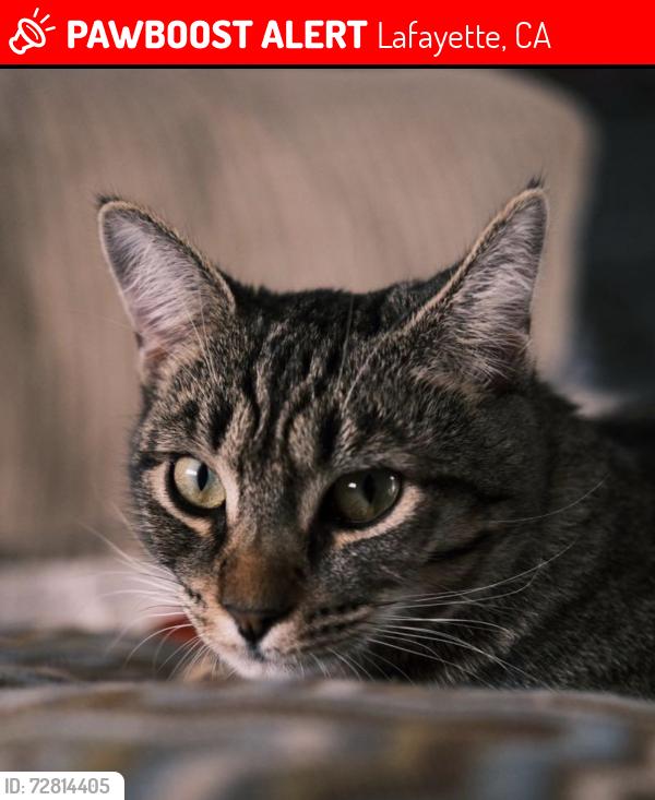 Lost Female Cat last seen N Lucille Ln & Florence Dr, Lafayette, CA 94549