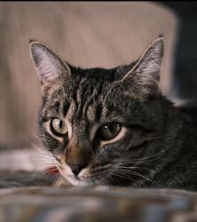 Lost Female Cat last seen N Lucille Ln & Florence Dr, Lafayette, CA 94549