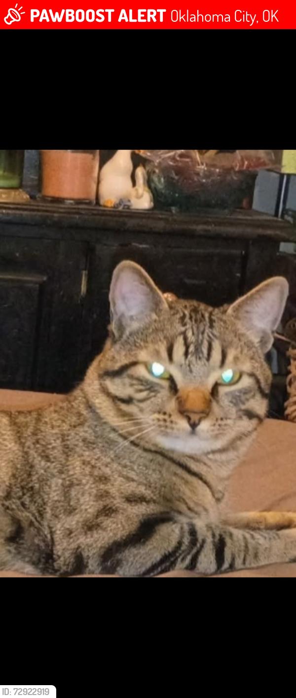 Lost Male Cat last seen NW 50th and Meridian , Oklahoma City, OK 73112