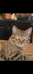 Lost Male Cat last seen NW 50th and Meridian , Oklahoma City, OK 73112