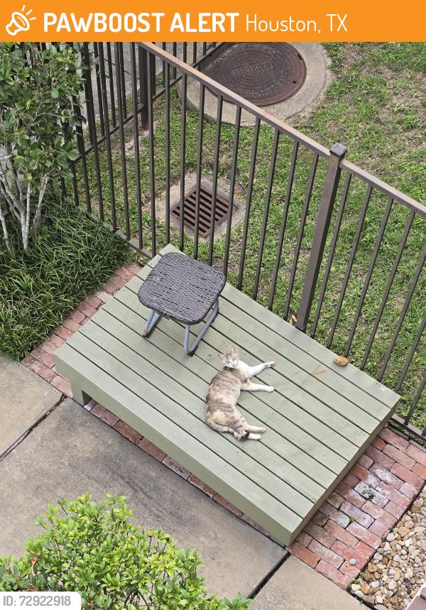 Found/Stray Female Cat last seen Labranch at Blodgett, Houston, TX 77004