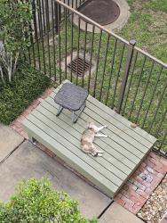 Found/Stray Female Cat last seen Labranch at Blodgett, Houston, TX 77004