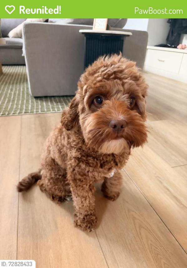 Reunited Female Dog last seen Hidden Valley and Camino De los Ondas, Carlsbad, CA 92011