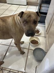Reunited Female Dog last seen N 63rd Ave, Glendale, AZ, USA, Glendale, AZ 85304