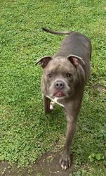 Found/Stray Male Dog last seen Best Buy , Fairview Heights, IL 62208