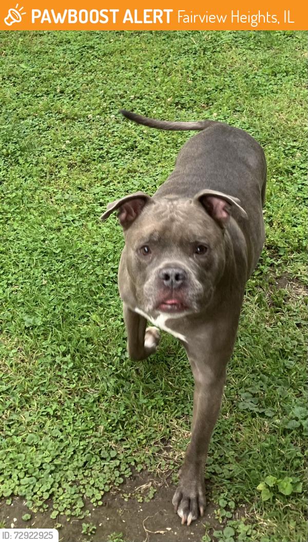Found/Stray Male Dog last seen Best Buy , Fairview Heights, IL 62208