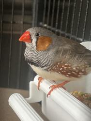 Found/Stray Male Bird last seen Stacy and Ridge, McKinney, TX 75070
