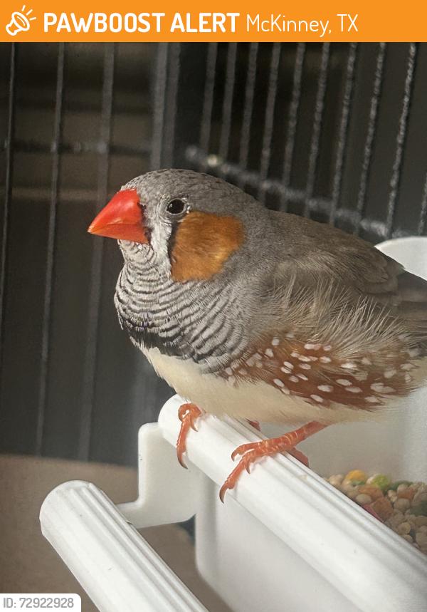 Found/Stray Male Bird last seen Stacy and Ridge, McKinney, TX 75070