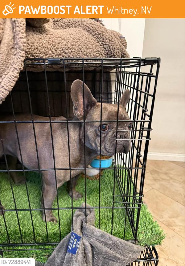 Found/Stray Male Dog last seen East Desert Inn & south Hollywood blvd , Whitney, NV 89122