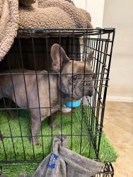 Found/Stray Male Dog last seen East Desert Inn & south Hollywood blvd , Whitney, NV 89122