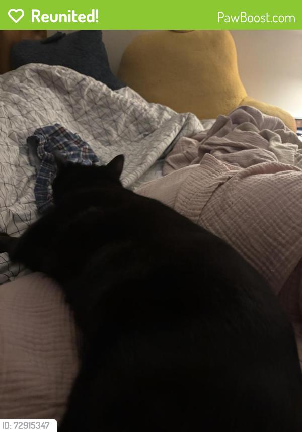 Reunited Male Cat last seen North Main Street, high point, High Point, NC 27262
