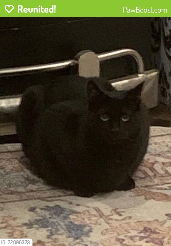 Reunited Male Cat last seen Queenswood and Waters Rd, Chesapeake, VA 23322