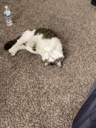 Reunited Male Cat last seen Issac rd, Canal Winchester, OH 43110