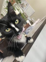 Reunited Female Cat last seen Independence and monitor drive, Huntington Beach, CA 92646