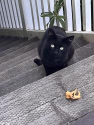 Found/Stray Unknown Cat last seen Sacramento street, Berkeley, CA 94703