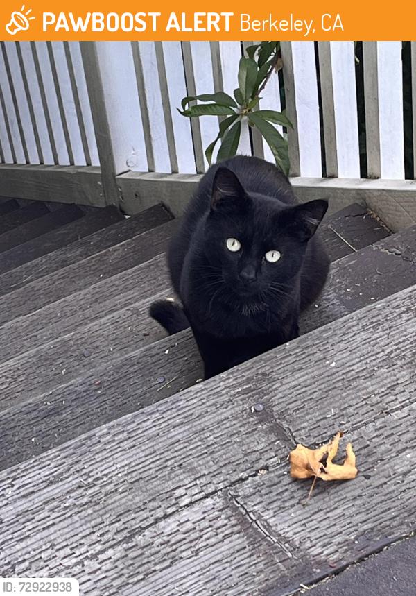 Found/Stray Unknown Cat last seen Sacramento street, Berkeley, CA 94703