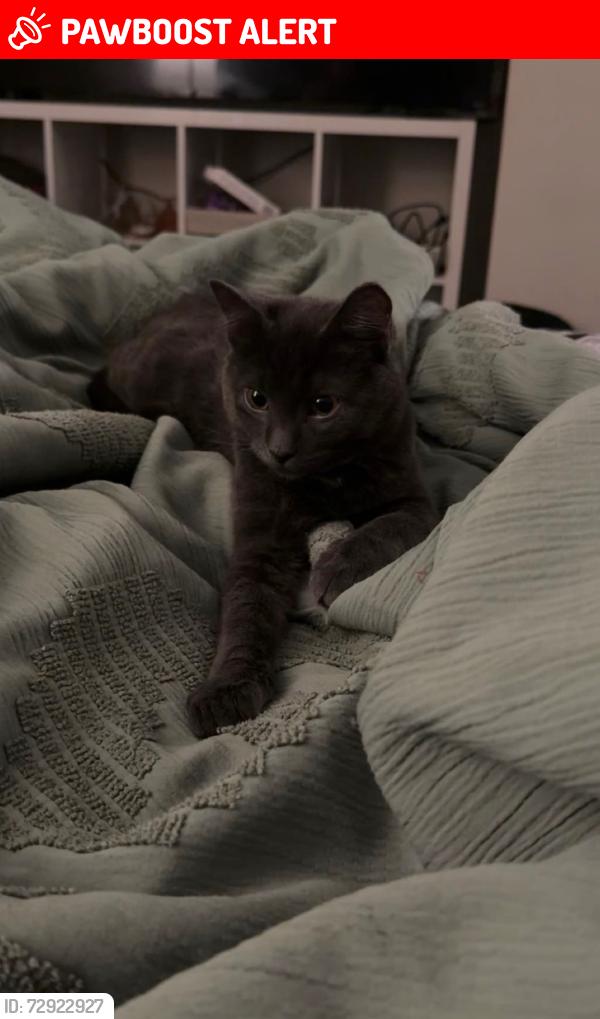 Lost Male Cat last seen Hemingway road, Edmonton, AB T6M 2W3