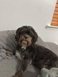 Lost Male Dog last seen N Kensington Way, Hanford, CA 93230
