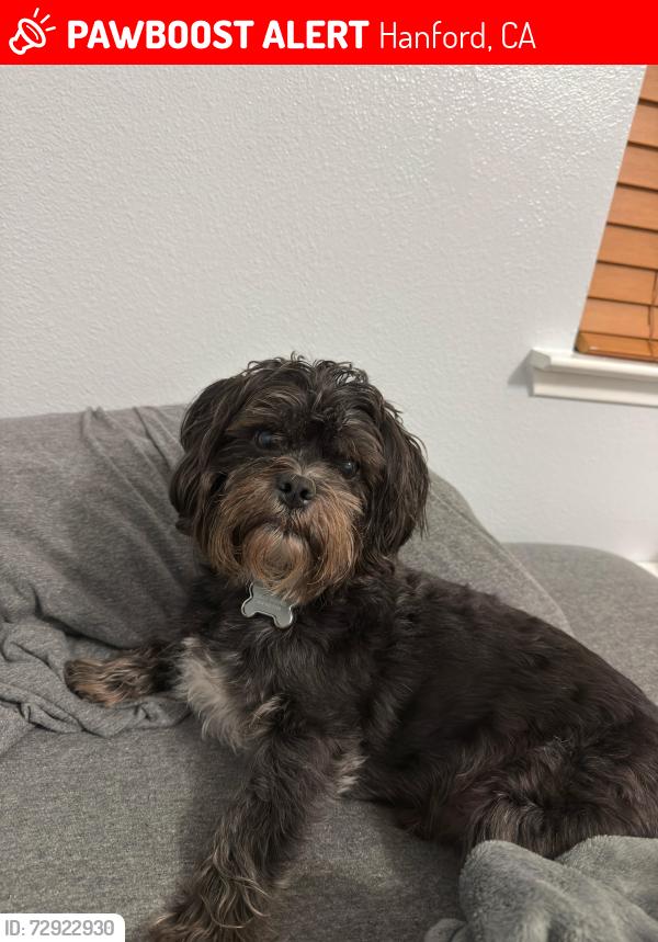 Lost Male Dog last seen N Kensington Way, Hanford, CA 93230