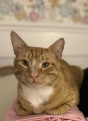 Reunited Male Cat last seen Near hovey and Andover street, Lowell, MA 01852