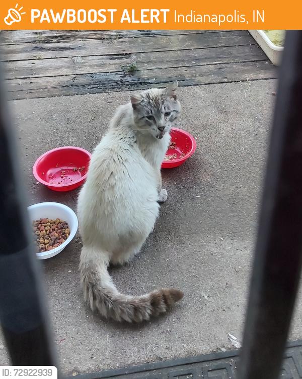 Found/Stray Unknown Cat last seen 42nd and Desmond Ave , Indianapolis, IN 46226