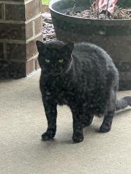 Found/Stray Unknown Cat last seen Loney and Farnsworth Street near Rhawn, Philadelphia, PA 19152