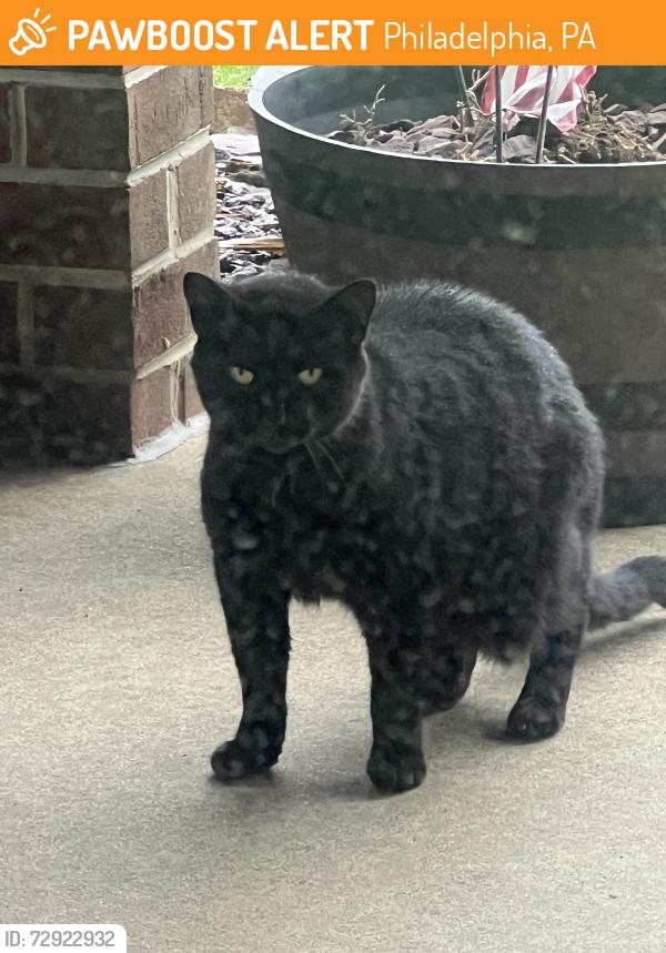 Found/Stray Unknown Cat last seen Loney and Farnsworth Street near Rhawn, Philadelphia, PA 19152