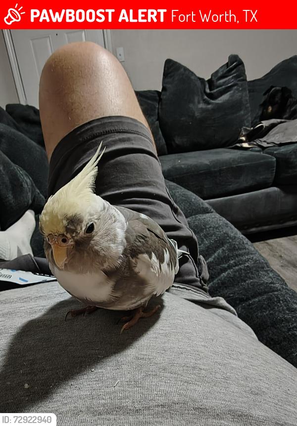 Lost Female Bird last seen Ridgmar Plaza, Fort Worth, TX 76116