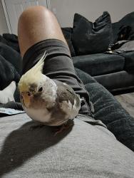 Lost Female Bird last seen Ridgmar Plaza, Fort Worth, TX 76116
