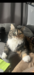 Reunited Female Cat last seen Elms St and Stan Schlueter loop, Killeen, TX 76549
