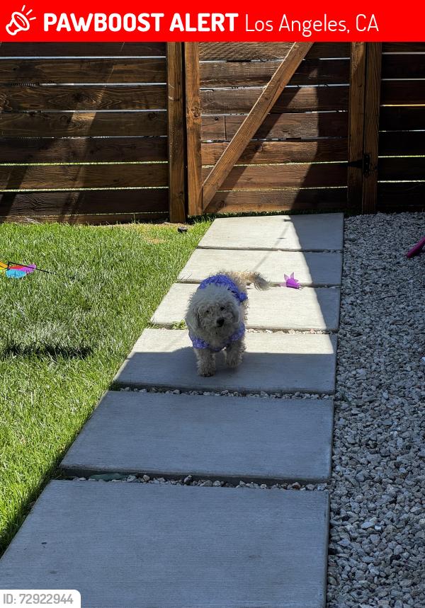 Lost Female Dog last seen Berg st and de haven, Los Angeles, CA 91342