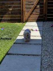 Lost Female Dog last seen Berg st and de haven, Los Angeles, CA 91342