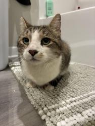 Reunited Male Cat last seen Burdeck st and Princeton road , Rotterdam, NY 12306