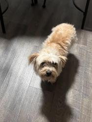 Reunited Female Dog last seen Sunny glade , Memphis, TN 38133