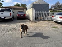 Reunited Unknown Dog last seen Roosevelt Ave, Lemon Grove, CA 91945, USA, Lemon Grove, CA 91945
