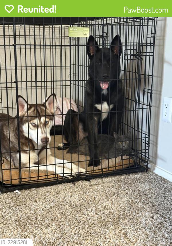 Reunited Unknown Dog last seen Forest ln Sman , Dallas, TX 75230