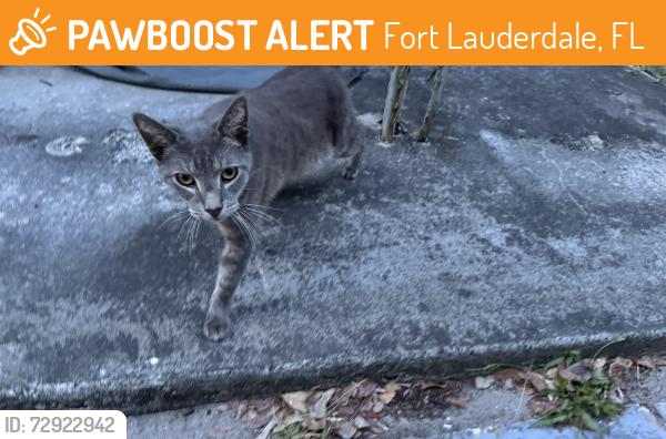 Found/Stray Unknown Cat last seen NE 15th Ave and 17 Street, Fort Lauderdale, FL 33305