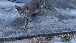 Found/Stray Unknown Cat last seen NE 15th Ave and 17 Street, Fort Lauderdale, FL 33305