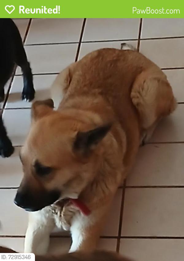 Reunited Female Dog last seen Caughlin and Phelan rd, Phelan, CA 92371