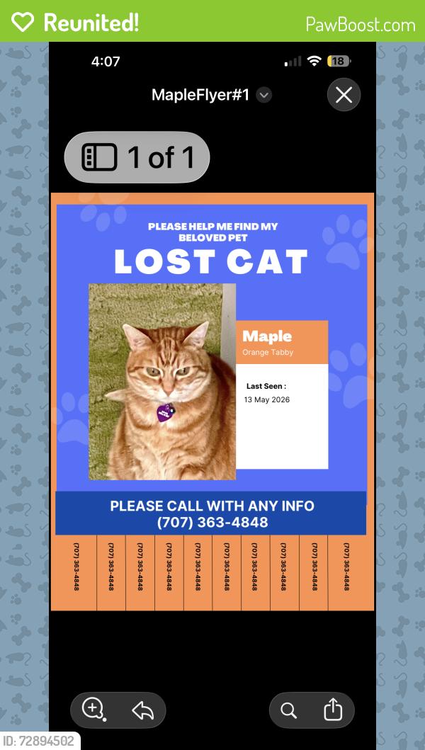 Reunited Female Cat last seen Summit, Emerald Hills, CA 94062