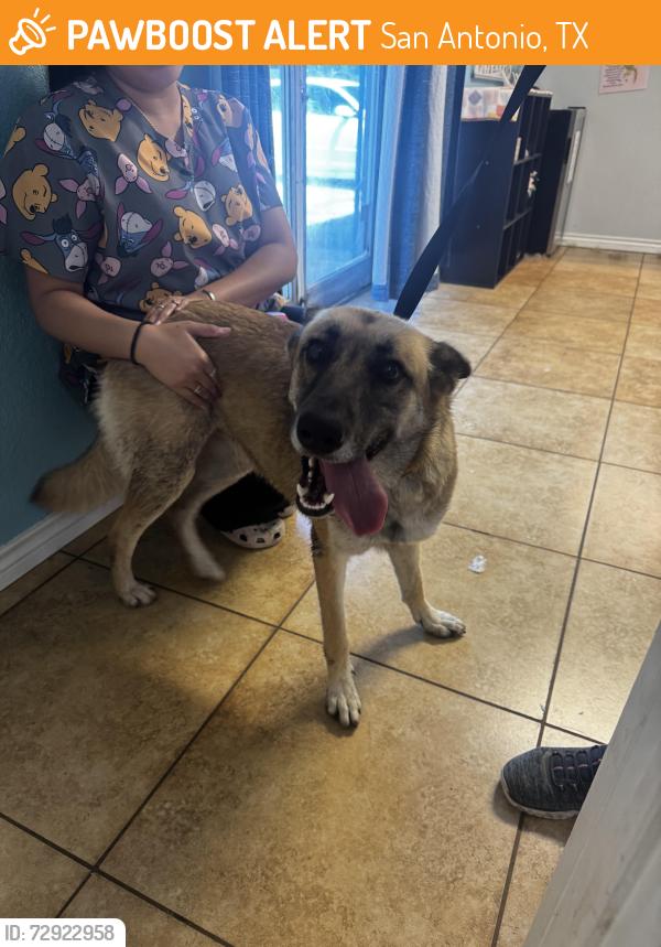 Found/Stray Female Dog last seen Ackerman and Binz Engleman , San Antonio, TX 78219