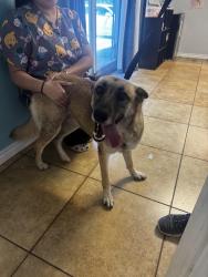 Found/Stray Female Dog last seen Ackerman and Binz Engleman , San Antonio, TX 78219