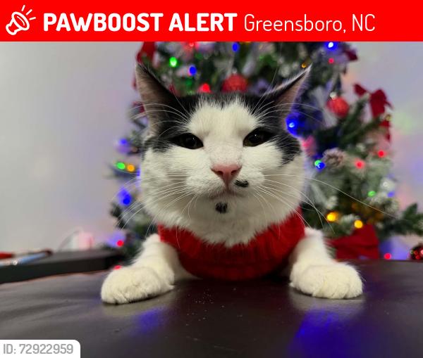 Lost Male Cat last seen  willow road, Greensboro, NC 27401