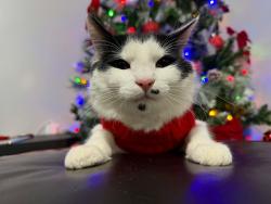 Lost Male Cat last seen  willow road, Greensboro, NC 27401