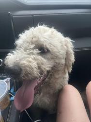 Found/Stray Male Dog last seen Paige Rd and Ramsey Dr, The Colony, TX 75056