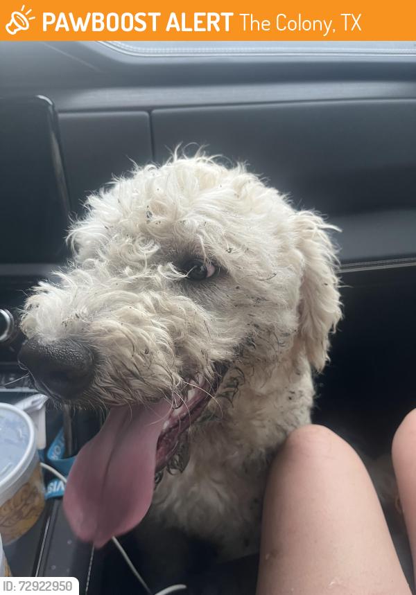 Found/Stray Male Dog last seen Paige Rd and Ramsey Dr, The Colony, TX 75056