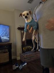 Found/Stray Unknown Dog last seen Oakland Hils Drive, Plano, TX 75025
