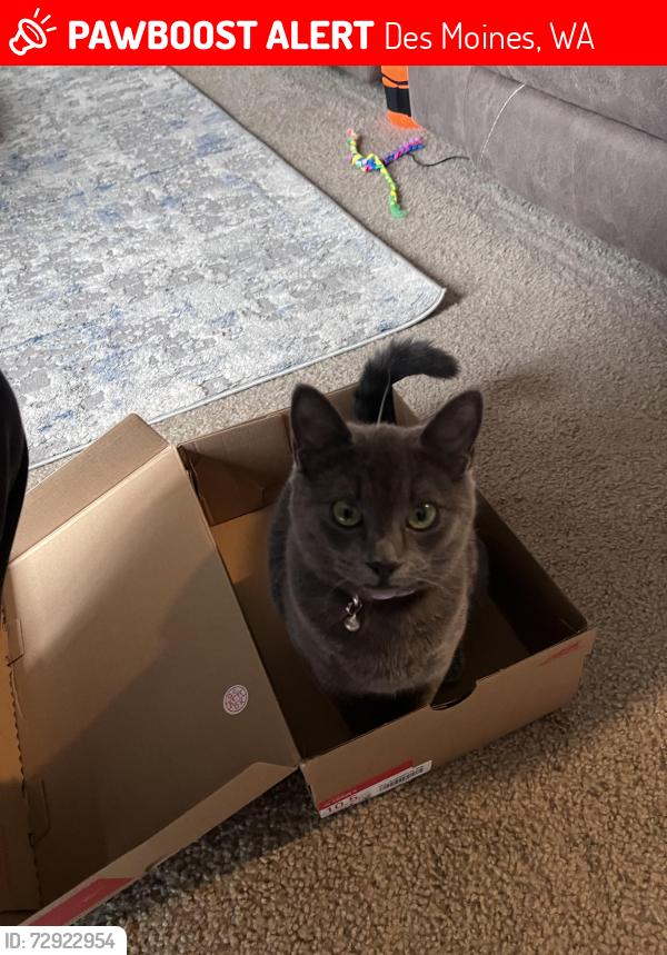 Lost Female Cat last seen 216th Ave, DesMoines Marina, 13th Ave, 16th A e, Des Moines, WA 98198