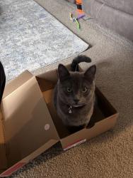 Lost Female Cat last seen 216th Ave, DesMoines Marina, 13th Ave, 16th A e, Des Moines, WA 98198