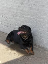 Found/Stray Male Dog last seen Near NW 5th St, Oklahoma City, OK, Oklahoma City, OK 73106